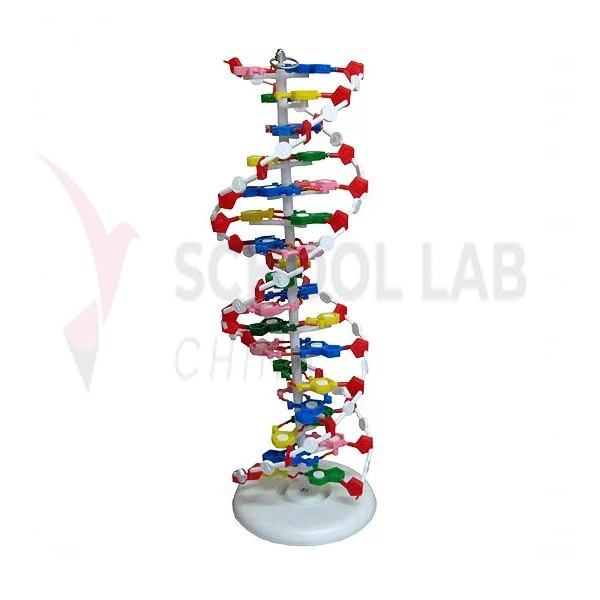 DNA Structure Simulation Kit Model