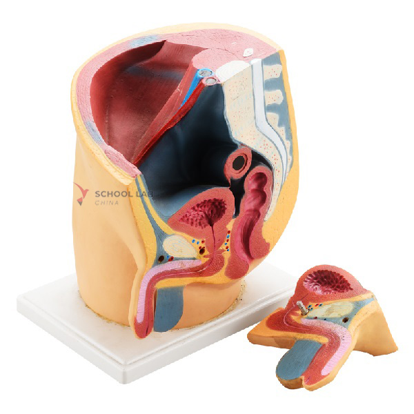 Male Pelvis Model with Genital 2-part