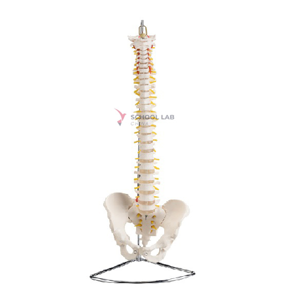 Life Size Pelvis with Spine
