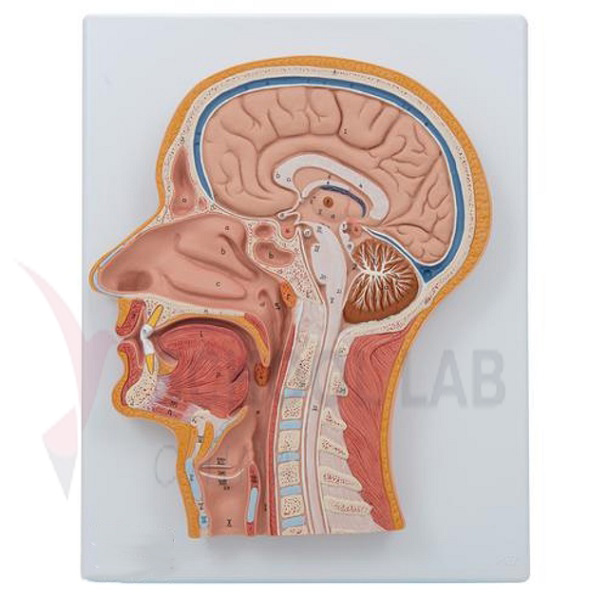 Human Head and Neck Median Section Model