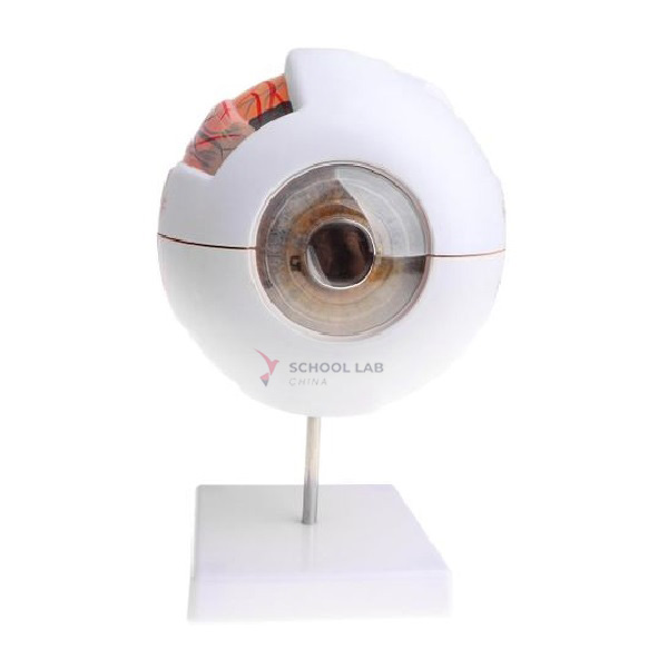 Eyeball Model