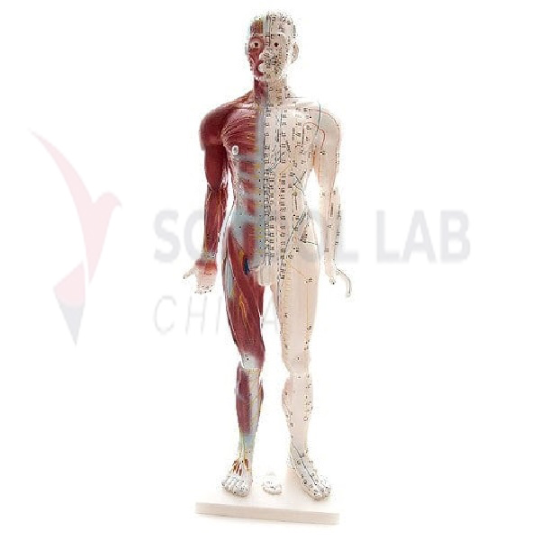 Human male acupuncture