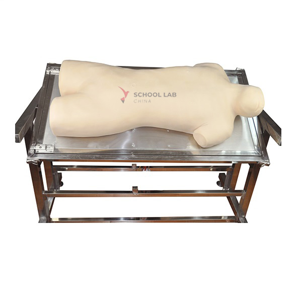 Abdominal Shifting Dullness Percussion and Puncturing Model