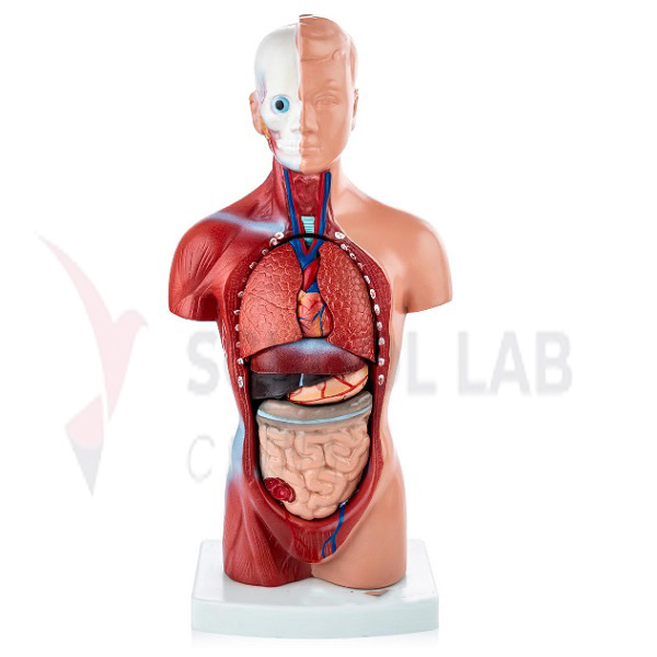 Human Miniature Torso Model