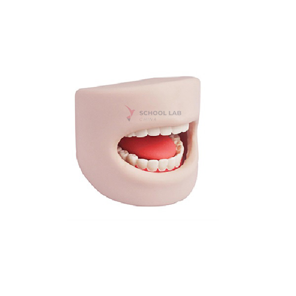 Teeth Model in Oral Cavity