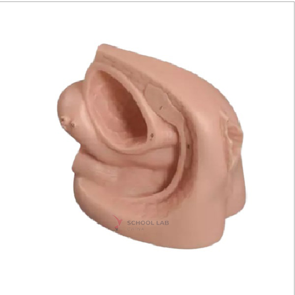 Female Internal And External Sexual Organs Model
