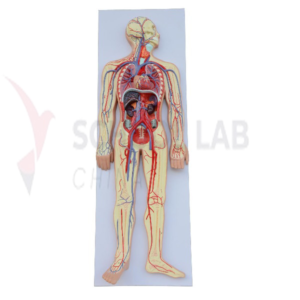 Blood Circulation System Model