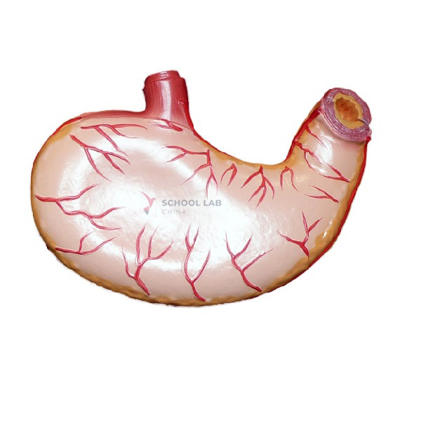 Stomach Model