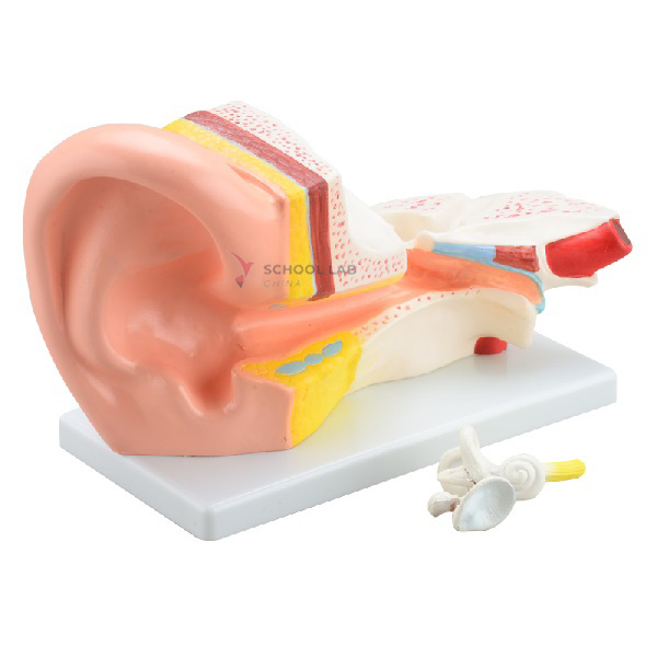 Middle Ear Model