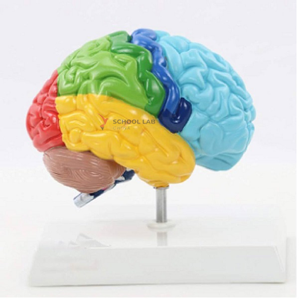 Human Brain Model with Coloured