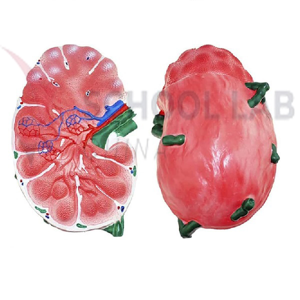 Human Lymph Node Model