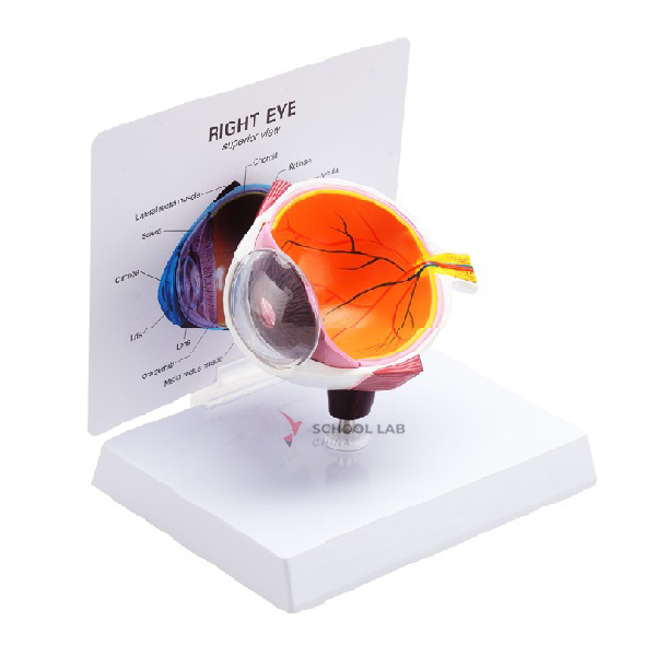 Half Eye Model (right eye)