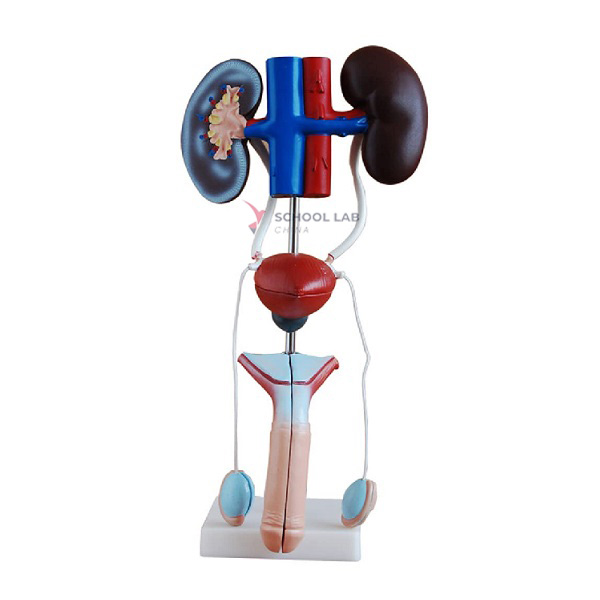 Male Urogenital System Model