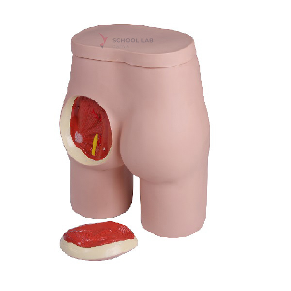 Buttock Injection Model with Anatomical Structure