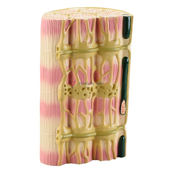 Striated Muscle Model