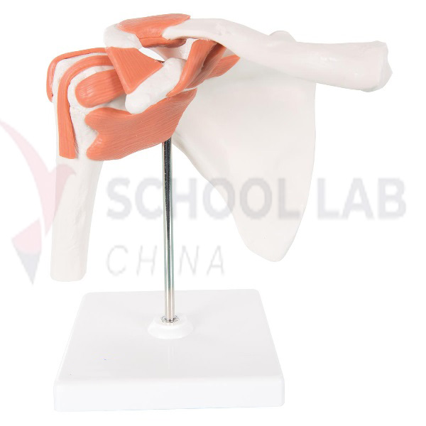 Functional Human Shoulder Joint