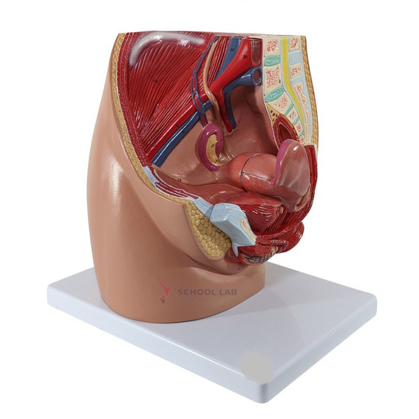 Female Pelvis with Genital 2 parts