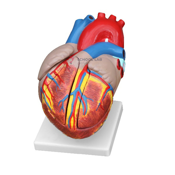Heart Model 3 times of life size