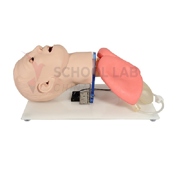 Advance Endotracheal Intubation Training Model