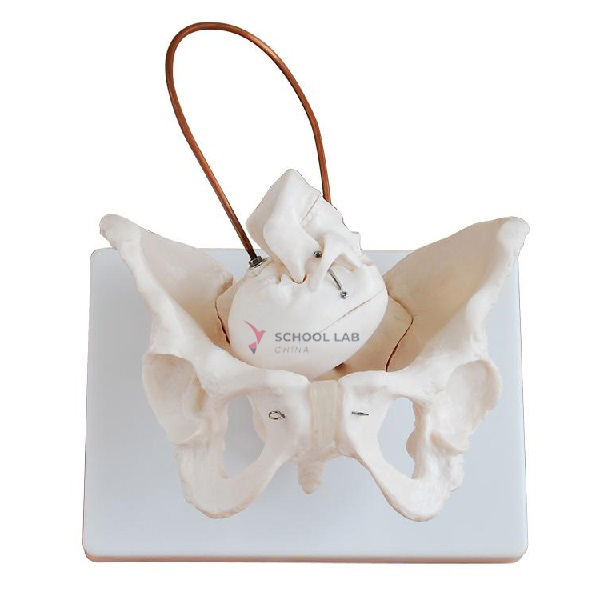 Pelvis with Birth Demonstration Model