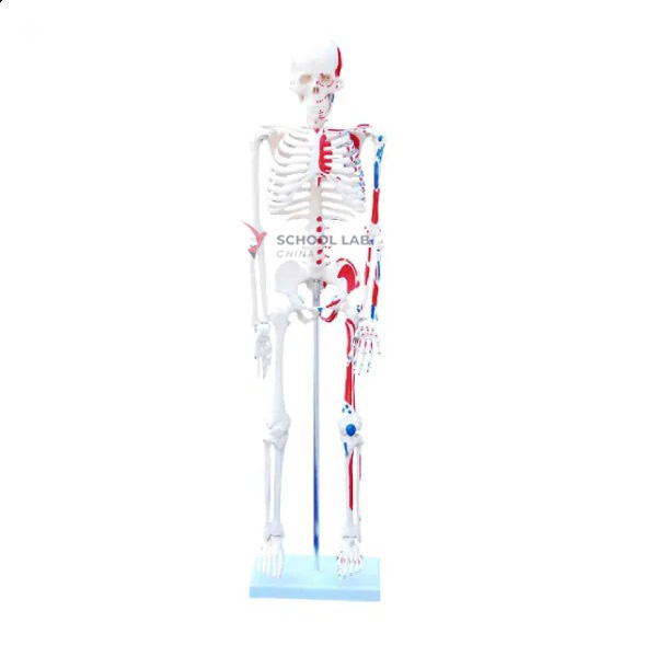 Skeleton Model With Painted Muscles