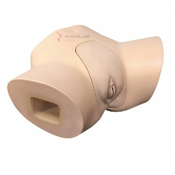 Female Catheterization Simulator