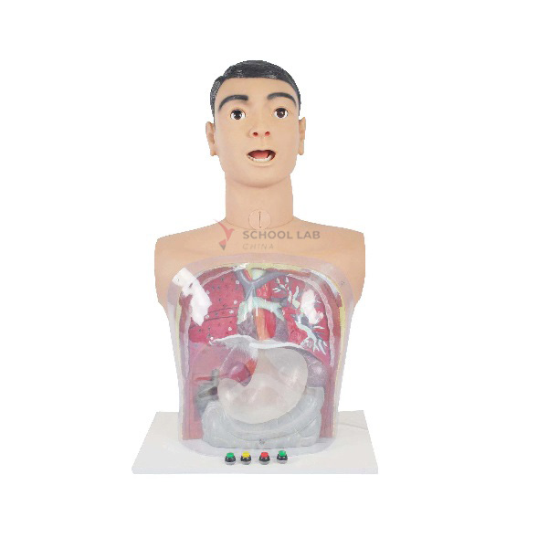 Multi-function Transparent Gastric Lavage Model