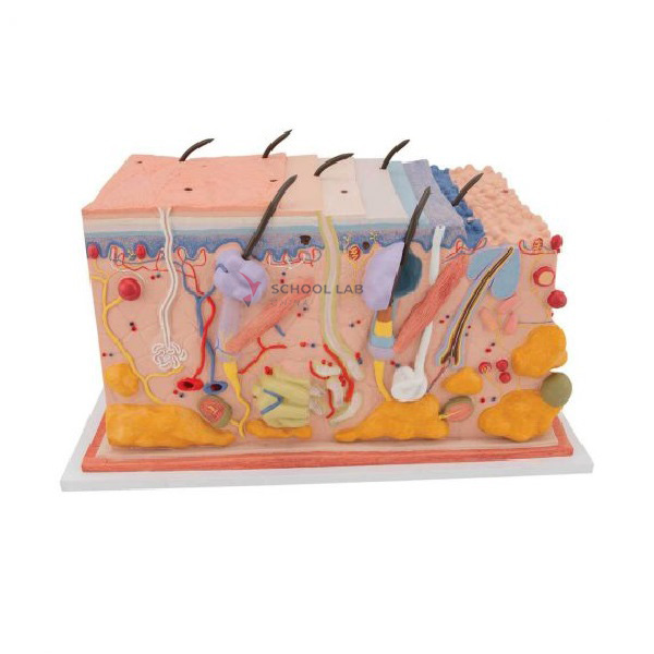 Skin Section Model