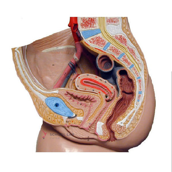 Male Reproductive Model