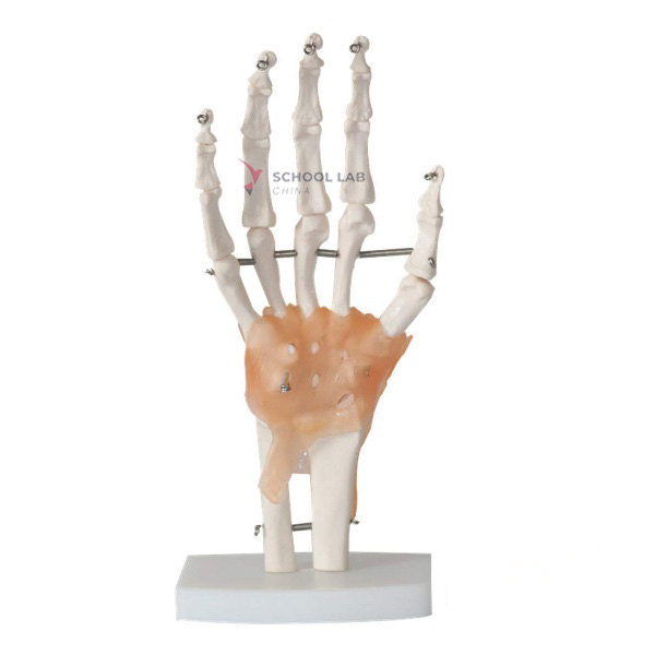 Hand Joint With Ligament