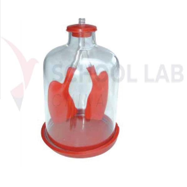 Lung Demonstration Model