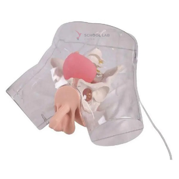 Transparent Male Catheterization Simulator