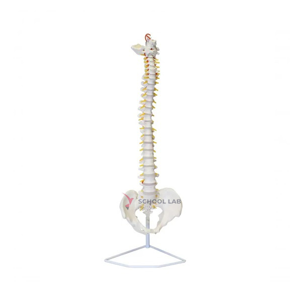 Life Size Pelvis with Spine and Femur