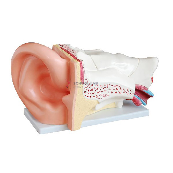 Giant Ear Model