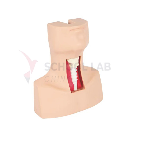 Advanced Tracheotomy and Endotracheal Intubation Simulator