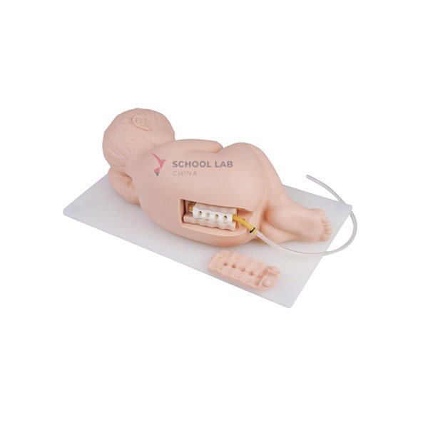 Infant Lumbar Puncture Model