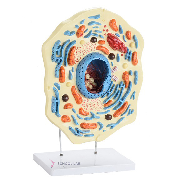 Animal Cell Model
