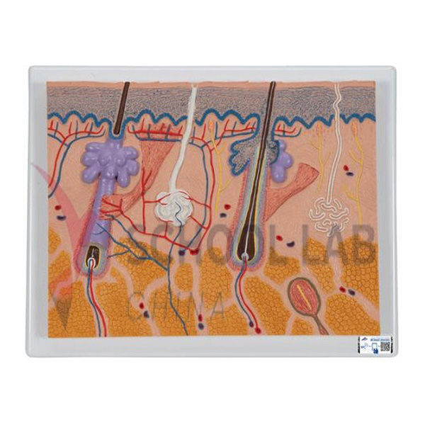 Anatomy Model Skin Section Relief