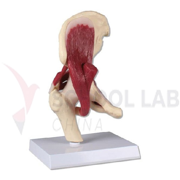 Human Muscled Hip Joint Model