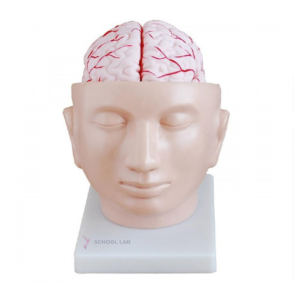 Brain with Arteries on Head