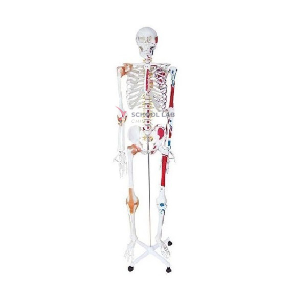 Human Skeleton Model With Colored Muscle And Ligament