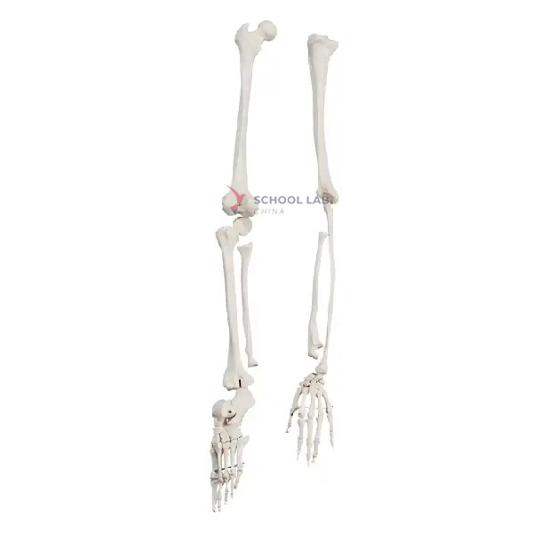 Life Size Upper Limb And Lower Limb