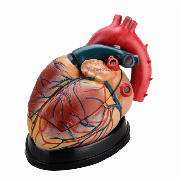 Human Heart Model