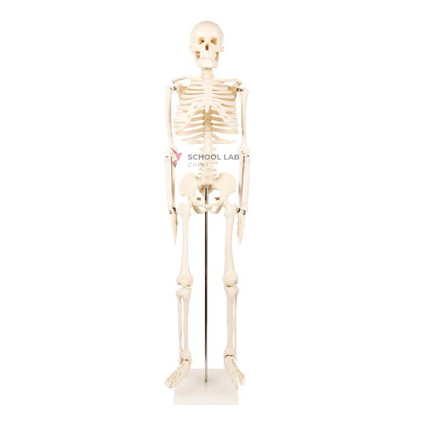 85cm Human Skeleton Model