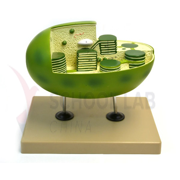 Chloroplast Model
