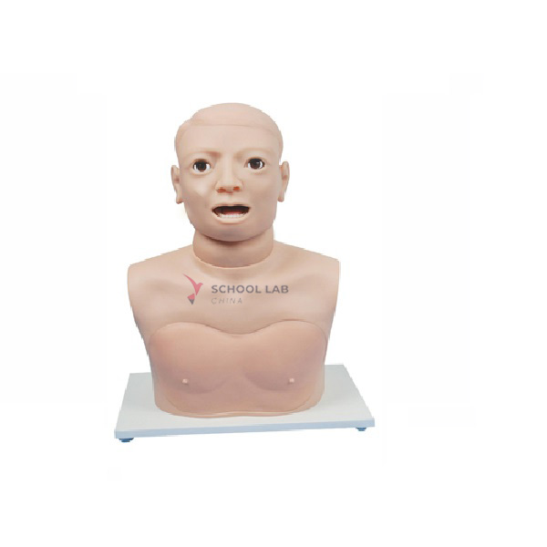 Polyp of Cord Examination Model