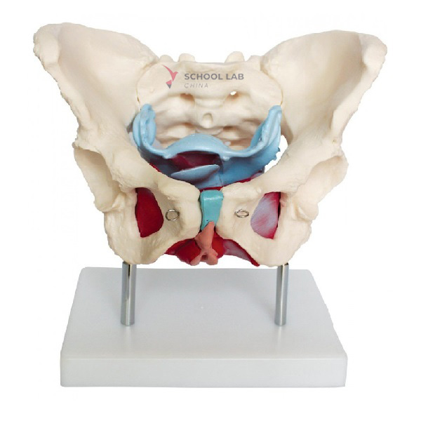 Female Pelvic with Muscles and Organs