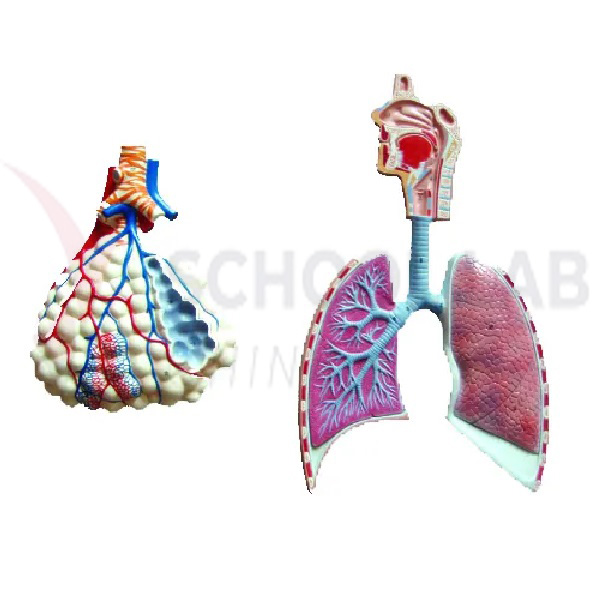 Human Respiratory System with Enlarged Model