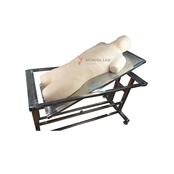 Comprehensive Puncture and Percussion Training Model