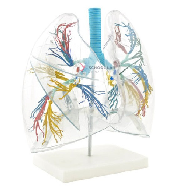 Transparent Lung Segment Model